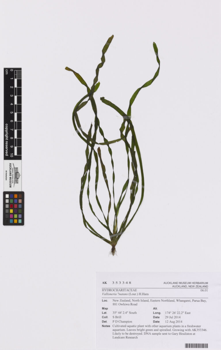 Vallisneria Natans (Vallisneria natans) |commons:File:Vallisneria . natans (Lour.) H.Hara (AM AK353348-1).jpg