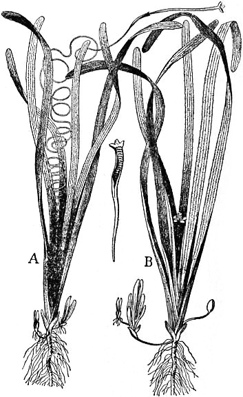 Vallisneria Spiralis (Vallisneria spiralis) |commons:File:EB1911 - Hydrocharideae - Fig. 2.—Vallisneria spiralis—Eel grass—about 1⁄4 natural size. A, Female plant; B, Male plant.jpg