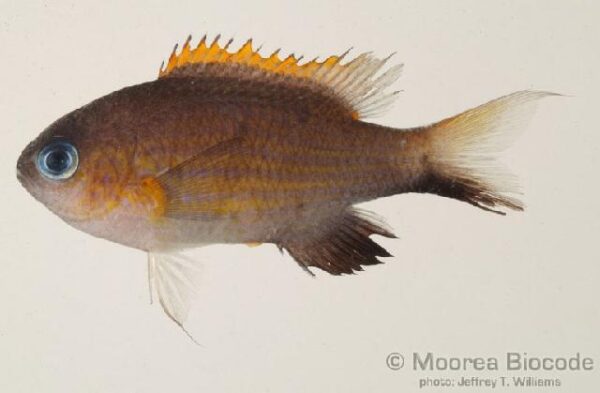 Vanderbilt Chromis (Chromis vanderbilti) |commons:File:Chromis vanderbilti.jpg