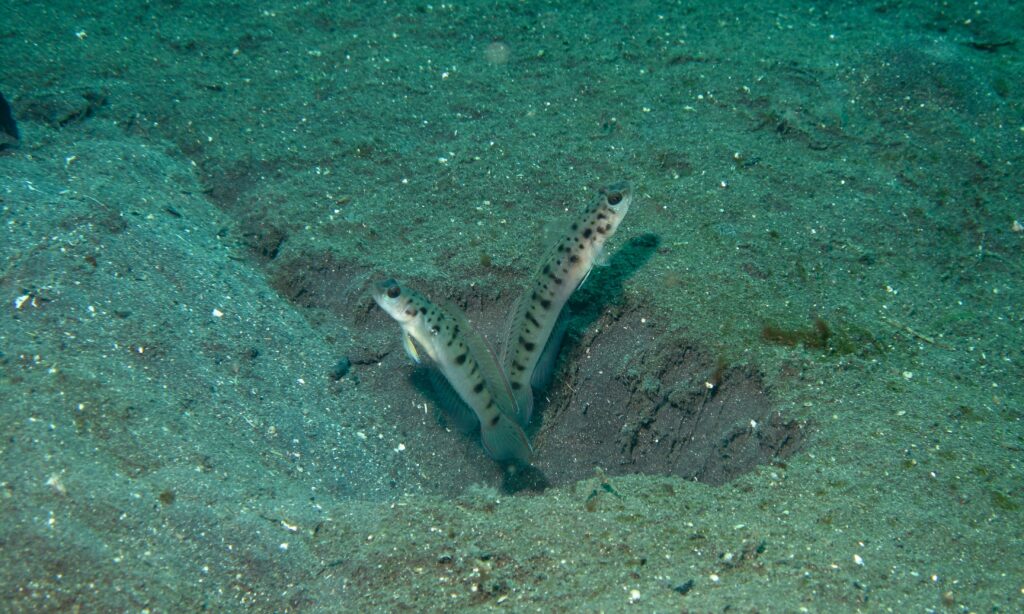 Vanderhorstia ambanoro (Vanderhorstia ambanoro) |commons:File:Ambanoro Prawn-Gobies (Vanderhorstia ambanoro) (6076716723).jpg