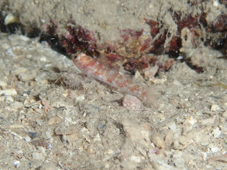 Vanneaugobius dollfusi (Vanneaugobius dollfusi) |commons:File:Vanneaugobius dollfusi.jpg
