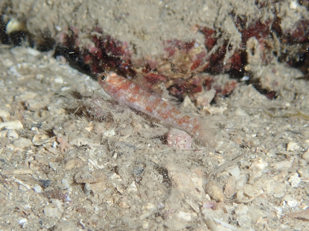 Vanneaugobius dollfusi (Vanneaugobius dollfusi) |commons:File:Vanneaugobius dollfusi.jpg