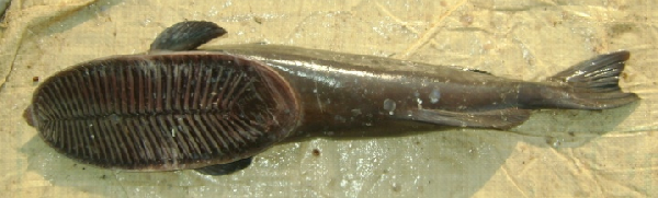 vantuz (Remora australis) |commons:File:Remora australis.png