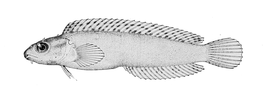 Variable Sabretooth Blenny (Petroscirtes variabilis) |commons:File:Petroscirtes variabilis.jpg