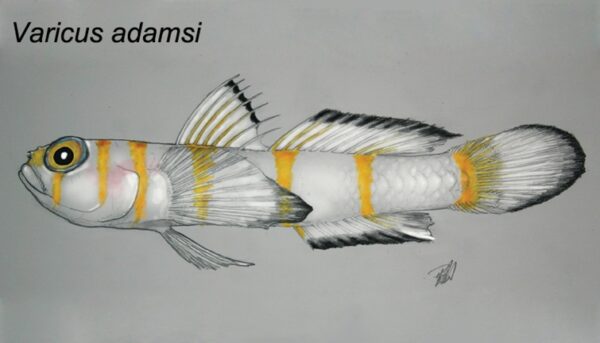 Varicus adamsi (Varicus adamsi) |commons:File:Varicus adamsi.jpg