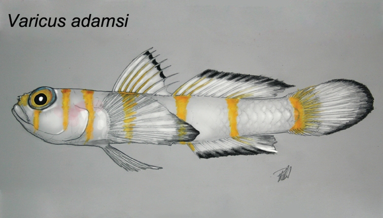 Varicus adamsi (Varicus adamsi) |commons:File:Varicus adamsi.jpg