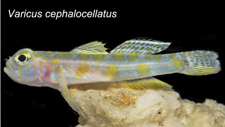 Varicus cephalocellatus (Varicus cephalocellatus) |commons:File:Varicus cephalocellatus.jpg