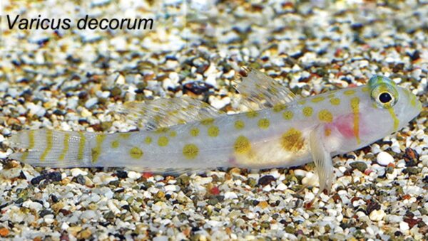 Varicus decorum (Varicus decorum) |commons:File:Varicus decorum.jpg
