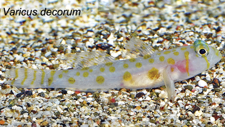 Varicus decorum (Varicus decorum) |commons:File:Varicus decorum.jpg
