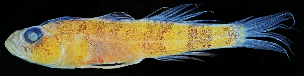 Varicus lacerta (Varicus lacerta) |commons:File:Varicus lacerta, preservado.jpg
