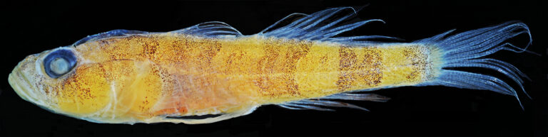 Varicus lacerta (Varicus lacerta) |commons:File:Varicus lacerta, preservado.jpg