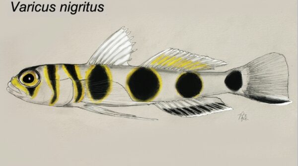 Varicus nigritus (Varicus nigritus) |commons:File:Varicus nigritus.jpg