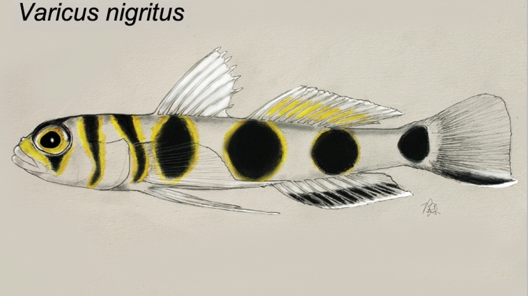 Varicus nigritus (Varicus nigritus) |commons:File:Varicus nigritus.jpg