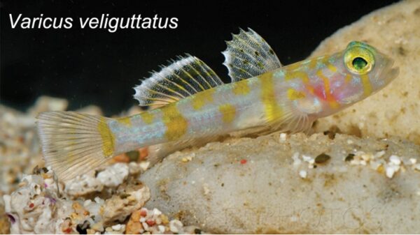 Varicus veliguttatus (Varicus veliguttatus) |commons:File:Varicus veliguttatus.jpg