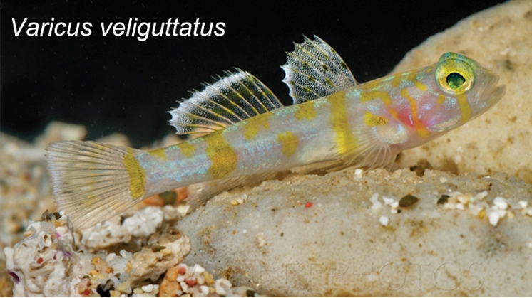Varicus veliguttatus (Varicus veliguttatus) |commons:File:Varicus veliguttatus.jpg