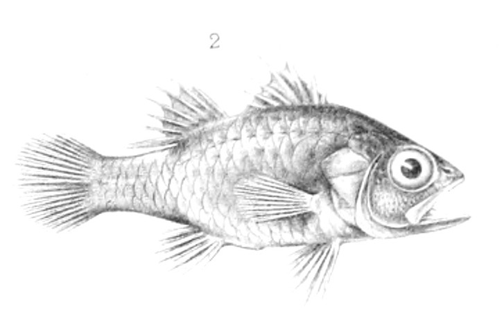 Variegated Cardinalfish (Fowleria variegata) |commons:File:Fowleria variegata.jpg