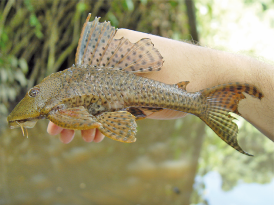 Vatonoz (Hypostomus plecostomus) |commons:File:Hypostomus plecostomus - Raphaël Covain.png