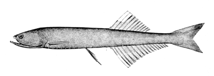 Veiled Anglemouth (Cyclothone microdon) |commons:File:Cyclothone microdon.jpg