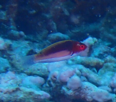 Velvet Wrasse (Cirrhilabrus luteovittatus) |commons:File:Cirrhilabrus luteovittatus, Butaritari, Kiribati imported from iNaturalist photo 344741062.jpg