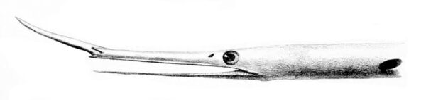 Venefica proboscidea (Venefica proboscidea) |commons:File:Venefica proboscidea.jpg