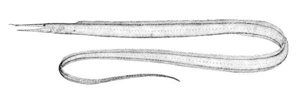 Venefica procera (Venefica procera) |commons:File:Venefica procera.jpg