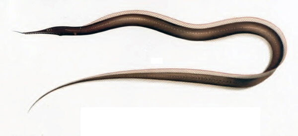 Venefica tentaculata (Venefica tentaculata) |commons:File:Sorceress eel (Venefica tentaculata).jpg