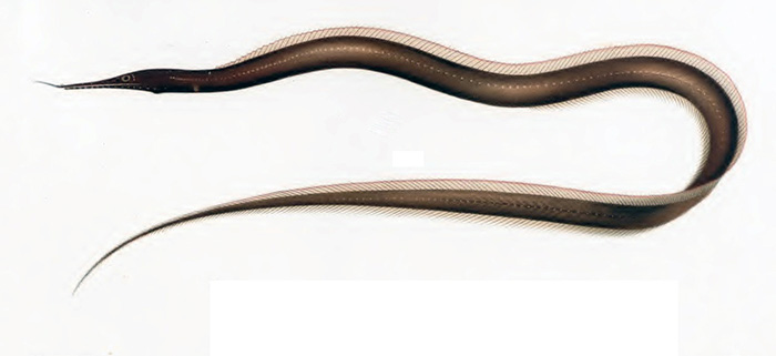 Venefica tentaculata (Venefica tentaculata) |commons:File:Sorceress eel (Venefica tentaculata).jpg