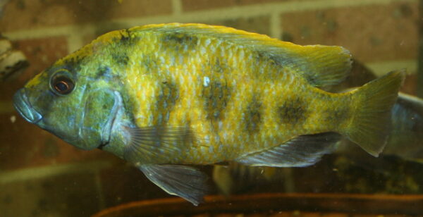 Venustus Cichlid (Nimbochromis venustus) |commons:File:Nimbochromis venustus.JPG