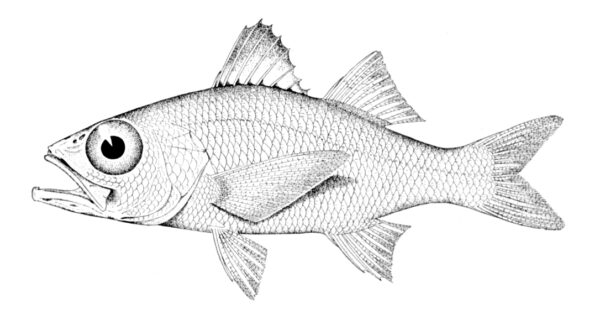Verilus sordidus (Verilus sordidus) |commons:File:Verilus sordidus.jpg