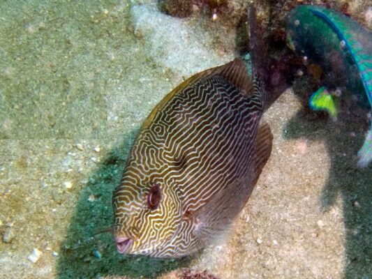 Vermiculated Rabbitfish (Siganus vermiculatus) |commons:File:Siganus vermiculatus, Koh Phangan.jpg