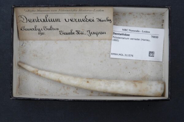 Vernede's tusk Pictodentalium vernedei