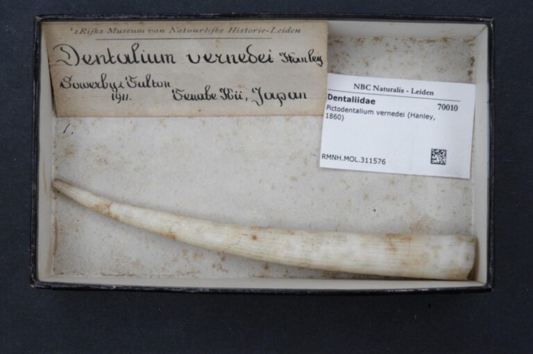 Vernede's tusk Pictodentalium vernedei