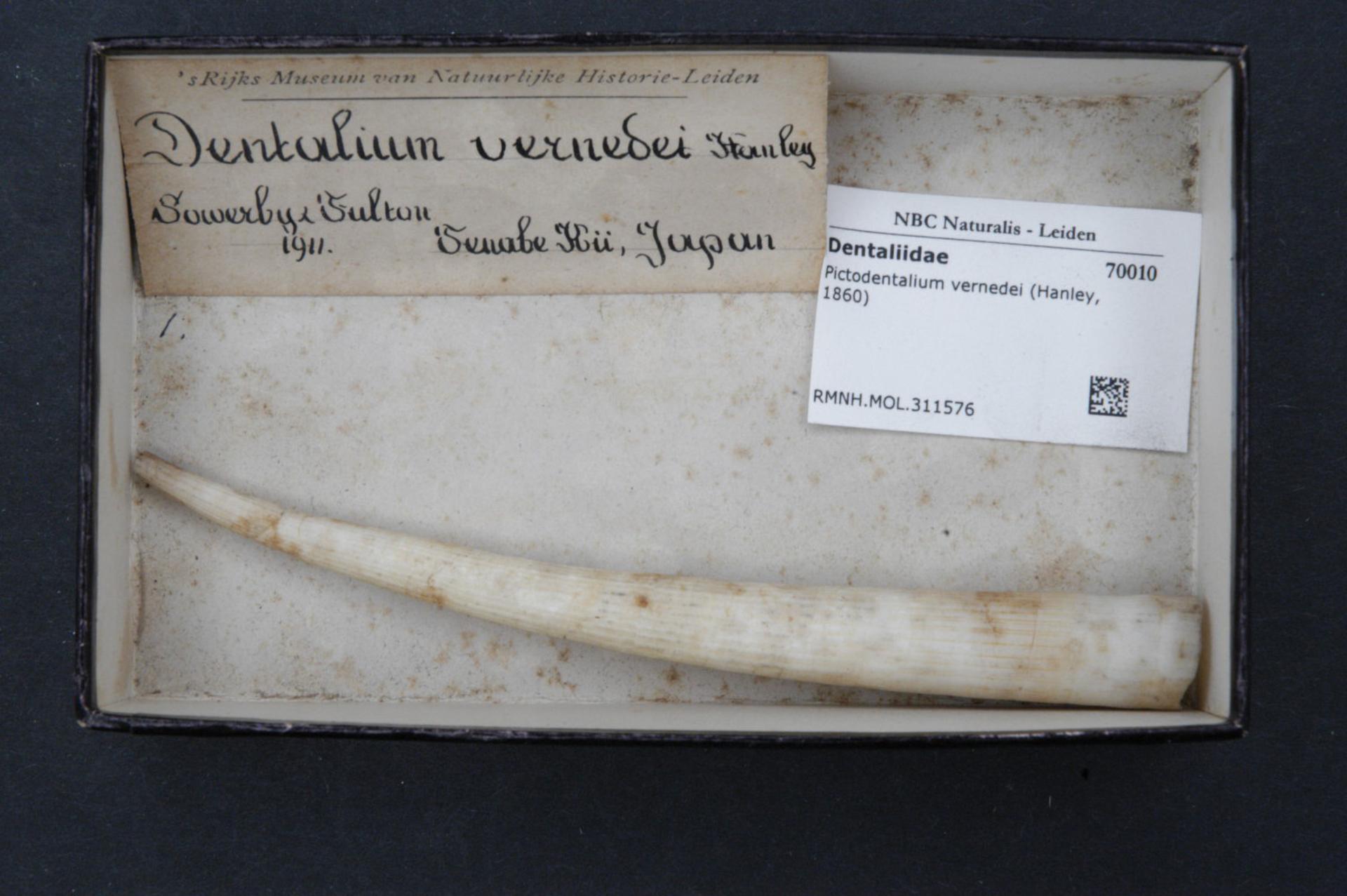 Vernede's tusk Pictodentalium vernedei