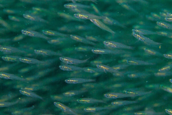 Verulux cypselurus (Verulux cypselurus) |commons:File:Apogónidos (Verulux cypselurus), Mahé, Seychelles, 2025-09-10, DD 192.jpg