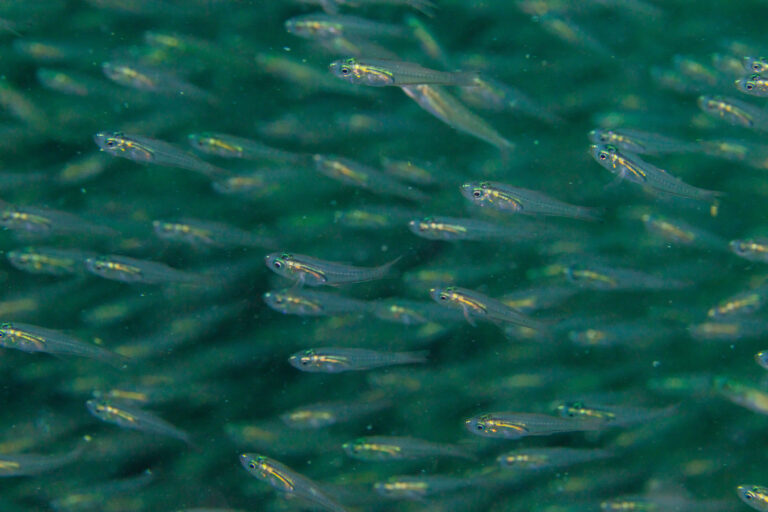 Verulux cypselurus (Verulux cypselurus) |commons:File:Apogónidos (Verulux cypselurus), Mahé, Seychelles, 2025-09-10, DD 192.jpg