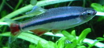 Vietnamese White Cloud (Tanichthys micagemmae) |commons:File:Tanichthys micagemmae.jpg