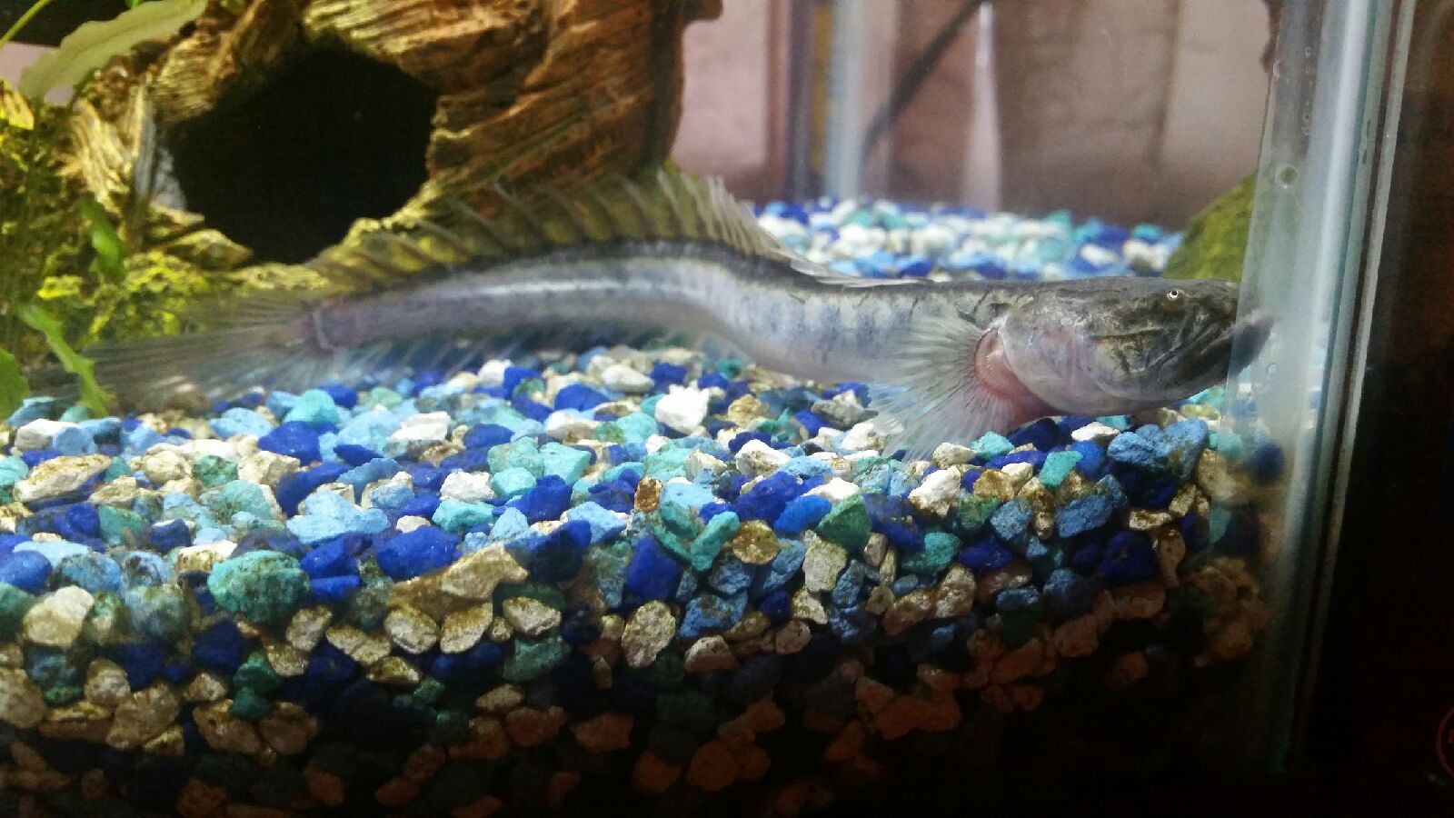 Violet Goby (Gobioides broussonnetii) |commons:File:Gobioides broussonnetii.jpg