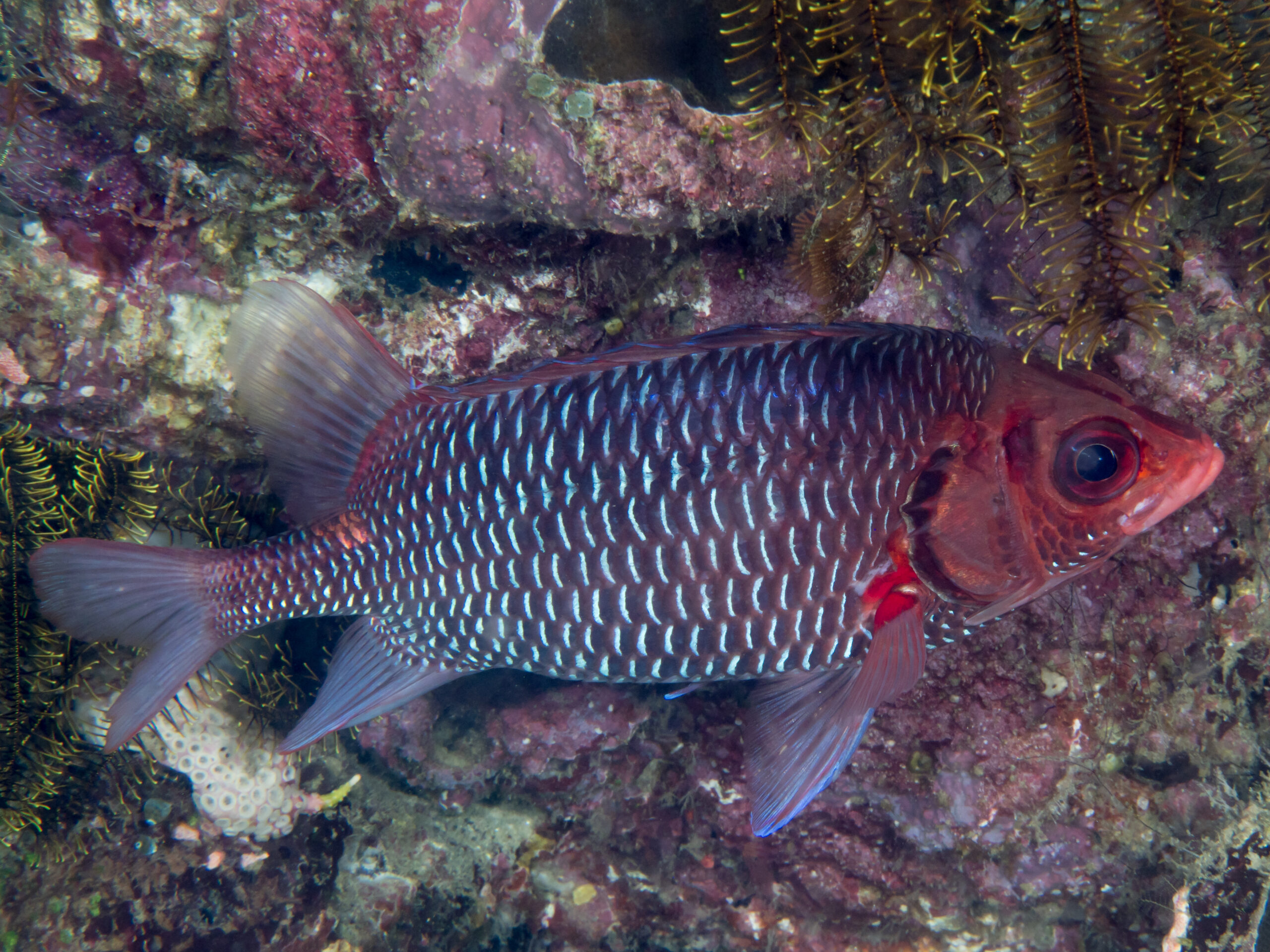 Violet Squirrelfish (Sargocentron violaceum) |commons:File:Violet squirrelfish (Sargocentron violaceum).jpg