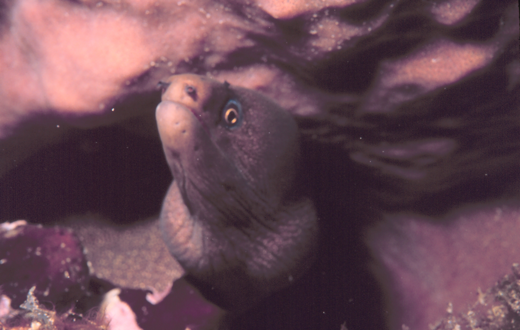 Viper Moray (Enchelycore nigricans) |commons:File:Enchelycore nigricans.jpg