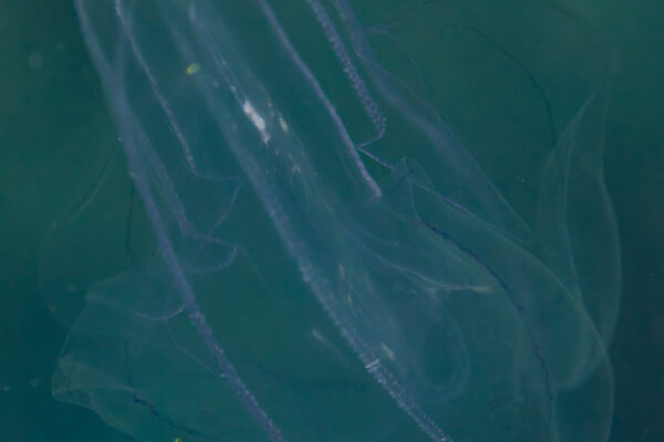 vitreous lobate comb-jelly Leucothea multicornis