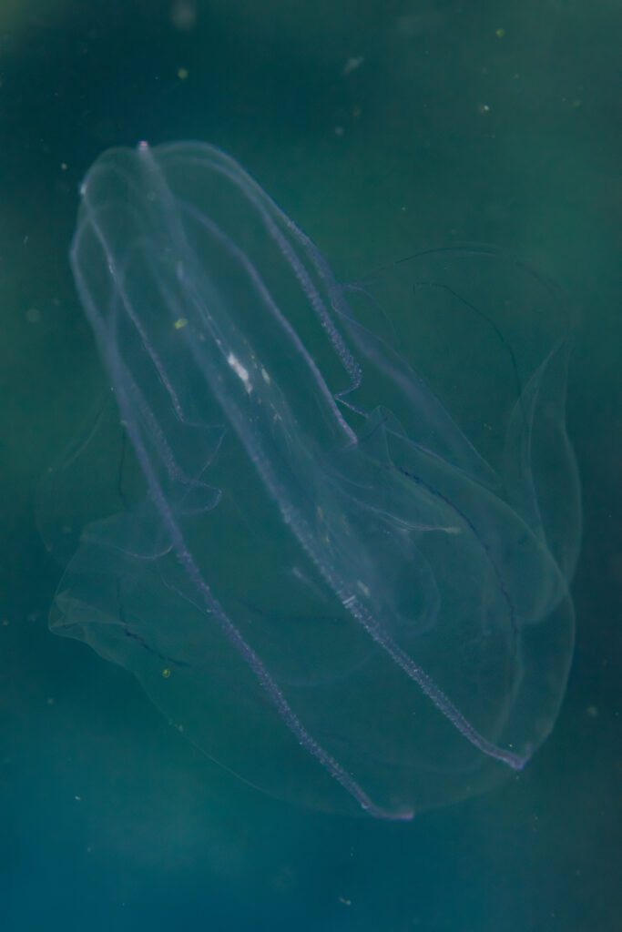 vitreous lobate comb-jelly Leucothea multicornis