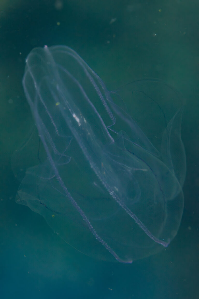 vitreous lobate comb-jelly Leucothea multicornis