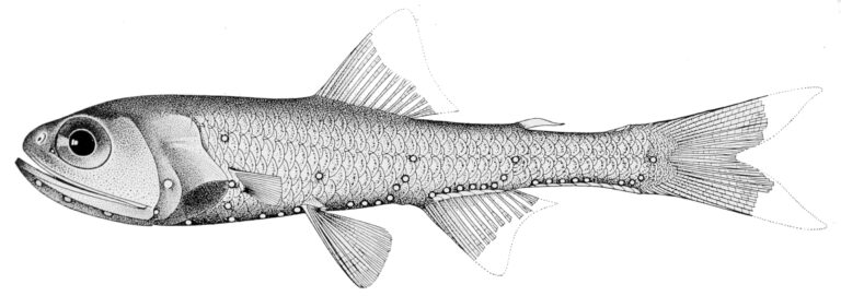 Warming's Lantern Fish (Ceratoscopelus warmingii) |commons:File:Ceratoscopelus warmingii.jpg