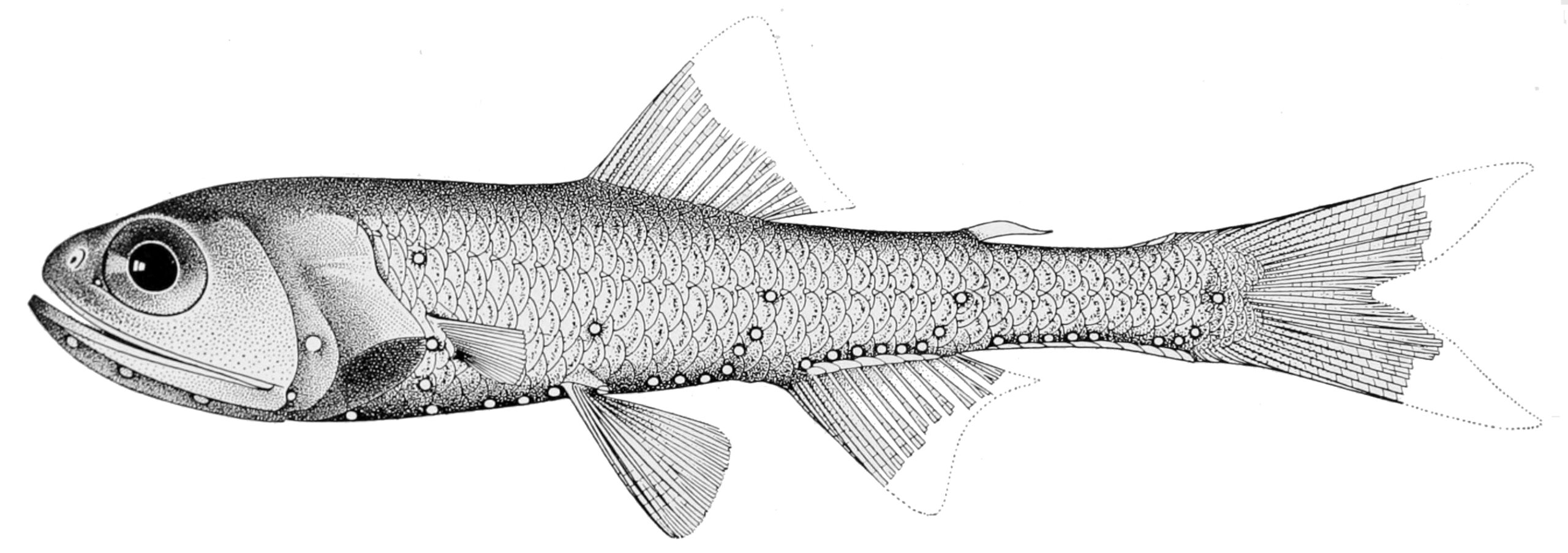 Warming's Lantern Fish (Ceratoscopelus warmingii) |commons:File:Ceratoscopelus warmingii.jpg