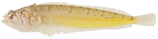 Warteye Stargazer (Gillellus uranidea) |commons:File:Gillellus uranidea - pone.0010676.g141.png