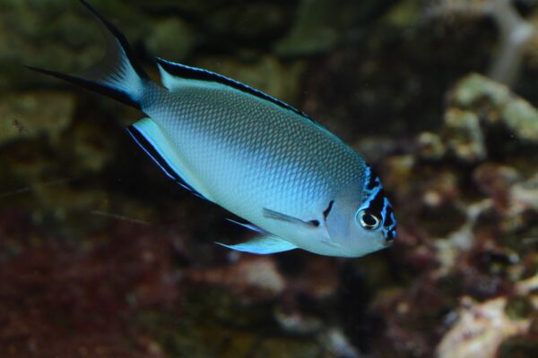 Watanabe Angelfish Genicanthus watanabei