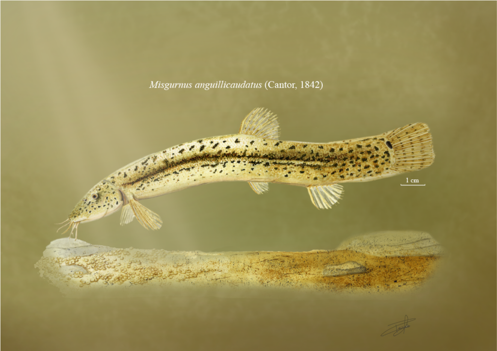 Weather Loach (Misgurnus anguillicaudatus) |commons:File:Misgurnus anguillicaudatus, Cantor 1842.png