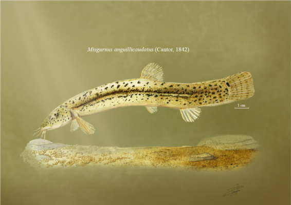 Weather Loach (Misgurnus anguillicaudatus) |commons:File:Misgurnus anguillicaudatus, Cantor 1842.png