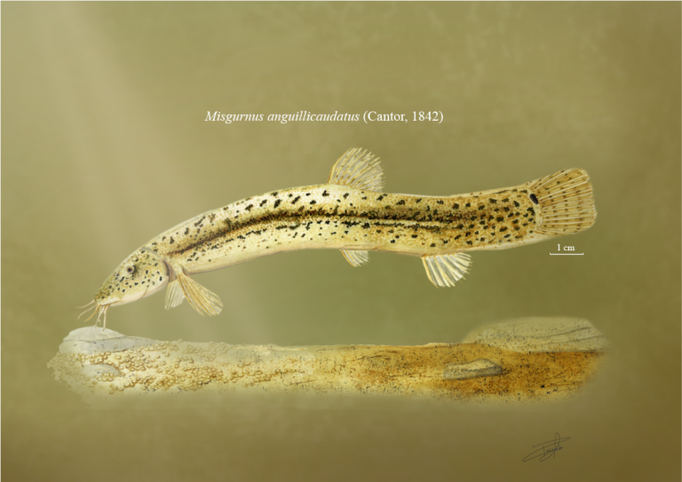 Weather Loach (Misgurnus anguillicaudatus) |commons:File:Misgurnus anguillicaudatus, Cantor 1842.png