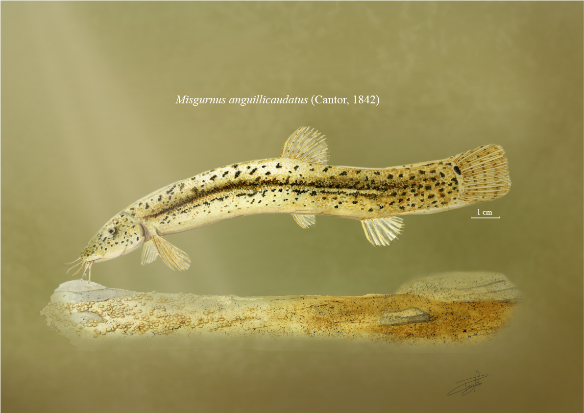 Weather Loach (Misgurnus anguillicaudatus) |commons:File:Misgurnus anguillicaudatus, Cantor 1842.png